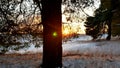 Winter landscape sunset forest, fabulous pine nature forest, christmas tree Royalty Free Stock Photo