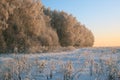 Winter landscape with rimed forest in sunset light, suburb of Moscow - Russia