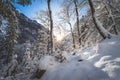 Sunny winter landscape in the nature: Snowy trees, wilderness