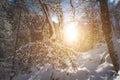 Sunny winter landscape in the nature: Snowy trees, wilderness