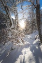 Sunny winter landscape in the nature: Snowy trees, wilderness