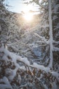 Sunny winter landscape in the nature: Snowy trees, wilderness