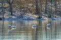 Winter landscape with swans on the frozen lake Royalty Free Stock Photo