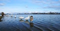 Winter landscape ,with swans on the lake Royalty Free Stock Photo