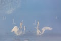 Winter landscape with swans and morning fog on the lake in Altai Krai, Russia Royalty Free Stock Photo