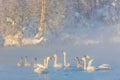 Winter landscape with swans and morning fog on the lake in Altai Krai, Russia Royalty Free Stock Photo