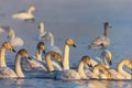 Winter landscape with swans and morning fog on the lake in Altai Krai, Russia Royalty Free Stock Photo