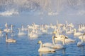 Winter landscape with swans and morning fog on the lake in Altai Krai, Russia Royalty Free Stock Photo