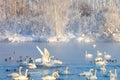 Winter landscape with swans and morning fog on the lake in Altai Krai, Russia Royalty Free Stock Photo