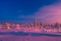 Winter Evening Landscape with tree. Green, traveling. Royalty Free Stock Photo