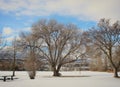 Winter landscape with tall trees in park Royalty Free Stock Photo