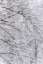 Winter landscape. tree branch under snow in winter snowing day Royalty Free Stock Photo