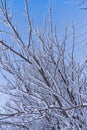 Winter landscape. Tree branches covered with white snow on a blue sky background Royalty Free Stock Photo