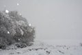 Winter landscape with a tree and a lot of snow when snowing Royalty Free Stock Photo