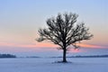 Alone tree in a field . Winter season. Royalty Free Stock Photo