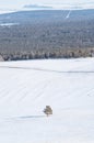 Winter landscape, a tree stand alone on white snow field with forest. Solitude and minimal concept Royalty Free Stock Photo