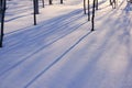 Winter landscape, tree trunks cast shadows on snow, illuminated by bright sun Royalty Free Stock Photo