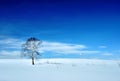 Winter landscape with tree and volcano