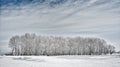 Winter landscape with trees covered with frost