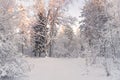 Winter Landscape.Trees Covered With Snow On Frosty Morning. Beautiful Winter Forest Landscape. Beautiful Winter Morning In A Snow-