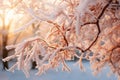 A winter landscape with trees covered in snow and ice. Royalty Free Stock Photo