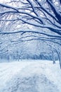 Winter landscape with trees covered with white fluffy snow. Trampled snowy road for a walk in a public park