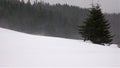Winter landscape trees in heavy blizzard