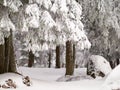 Winter landscape with trees and mountains covered with snow