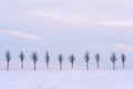 Winter landscape with trees on pastel background