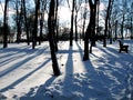 Winter landscape trees in the patk.