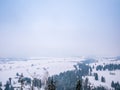 Winter landscape trees pine with empty space for text.