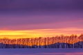 Winter landscape. Trees in a row with vivid saturated beautiful sunset sky in pink, purple and blue colors. Sunset background Royalty Free Stock Photo