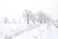 Winter landscape and trees Royalty Free Stock Photo