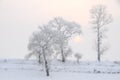 Winter landscape and trees Royalty Free Stock Photo