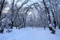 Winter landscape with trees and snow