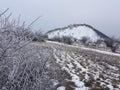 Winter landscape with trees and snow