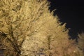 Winter landscape of trees. Tree branches covered with snow. Winter night frost. Royalty Free Stock Photo