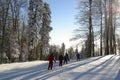 Winter landscape trees under snow