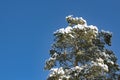 Winter landscape, treetop of pine in the snow. fluffy branches pine-tree on the blue sky background Royalty Free Stock Photo