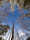 Winter landscape. Treetops against the blue sky Royalty Free Stock Photo