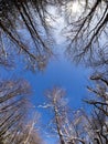 Winter landscape. Treetops against the blue sky Royalty Free Stock Photo