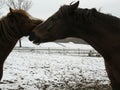 Horse winter kiss mother kiss her baby Royalty Free Stock Photo