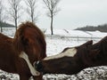 Horse winter kiss mother kiss her baby Royalty Free Stock Photo