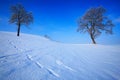 Winter landscape. Two lone trees in winter snowy landscape with blue sky. Solitary trees on the snow meadow. Winter scene with foo