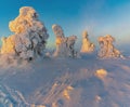 Winter landscape with tykky snow covered trees in winter forest in Finnish Lapland Royalty Free Stock Photo