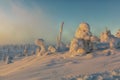Winter landscape with tykky snow covered trees in winter forest in Finnish Lapland Royalty Free Stock Photo