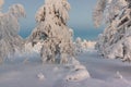 Winter landscape with tykky snow covered trees in winter forest Royalty Free Stock Photo