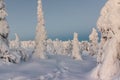 Winter landscape with tykky snow covered trees in winter forest