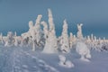 Winter landscape with tykky snow covered trees in winter forest Royalty Free Stock Photo