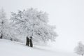 Winter Landscape, Ukraine Royalty Free Stock Photo